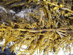 Carpophyllum plumosum