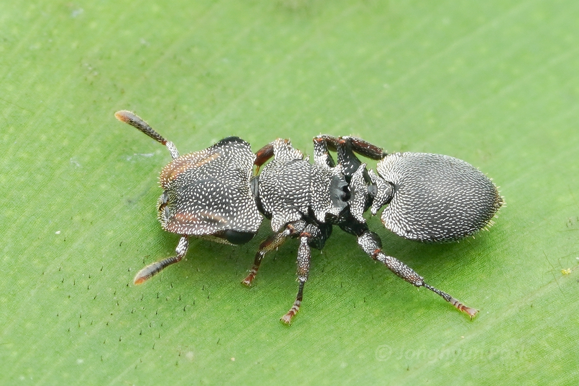 Cephalotes palustris