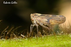 Megophthalminae