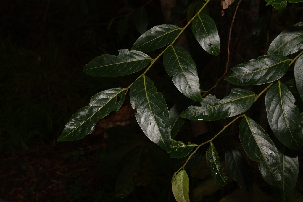 Umbrella Cheese Tree from Sippy Downs QLD 4556, Australia on November