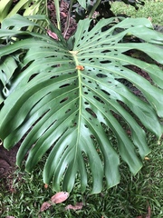 Monstera deliciosa