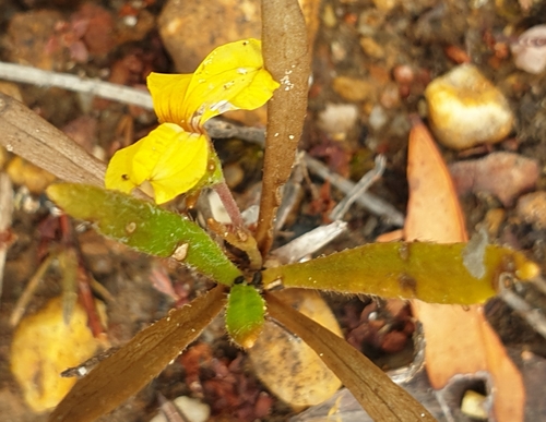 Image of Bent Goodenia (Goodenia geniculata) by (c) Rosalie Lawrence, some rights reserved (CC BY)