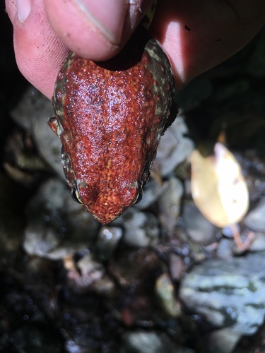 Foothill Yellow-legged Frog, Klamath National Forest, Siskiyou County, US-CA, US, photo 8 of 10
