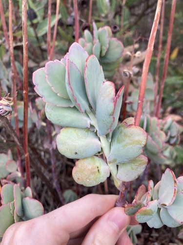 Image of Kalanchoe fedtschenkoi by (c) Thomas Mesaglio, some rights reserved (CC BY)