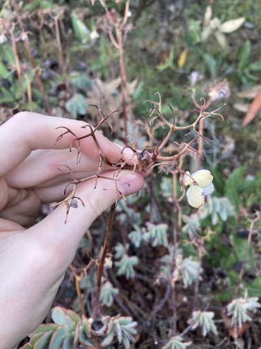 Image of Kalanchoe fedtschenkoi by (c) Thomas Mesaglio, some rights reserved (CC BY)