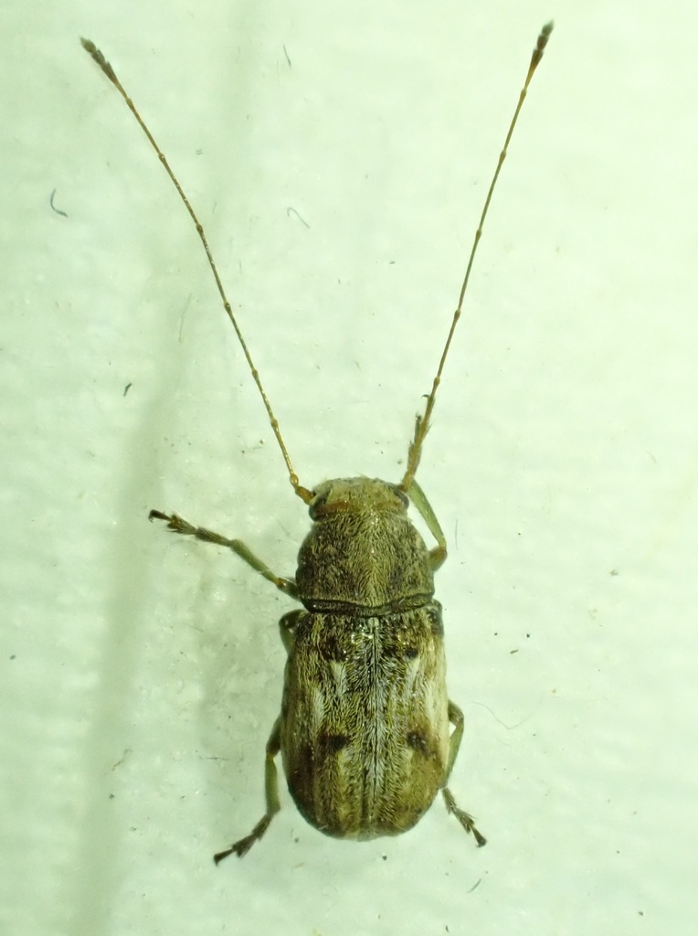 lawsonia-variabilis-from-wiri-auckland-new-zealand-on-november-24