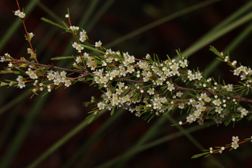 Image of Baeckea frutescens by (c) Greg Tasney, some rights reserved (CC BY-SA)