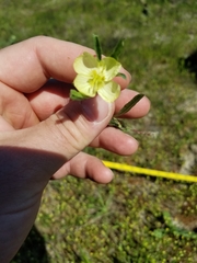 Oenothera spachiana