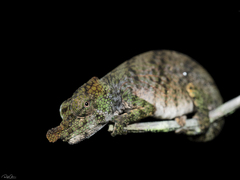Nose-Horned Chameleon photo 5