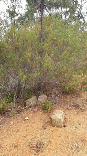 Image of Acacia rupicola by (c) Rosalie Lawrence, some rights reserved (CC BY)