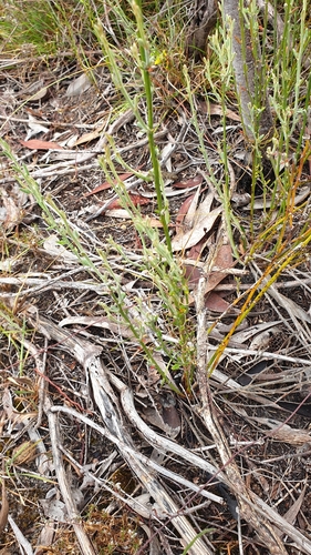 Image of Opercularia turpis by (c) Rosalie Lawrence, some rights reserved (CC BY)