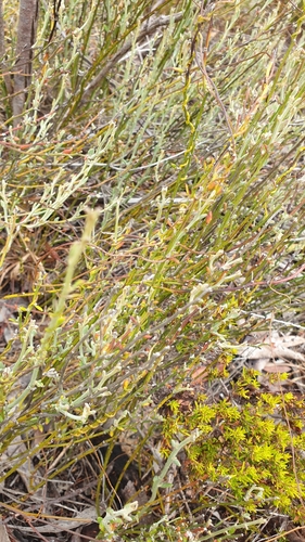 Image of Opercularia turpis by (c) Rosalie Lawrence, some rights reserved (CC BY)