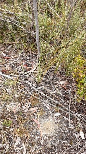 Image of Opercularia turpis by (c) Rosalie Lawrence, some rights reserved (CC BY)