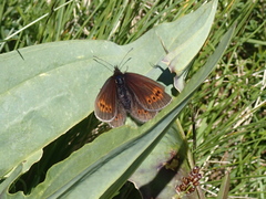Erebia epiphron