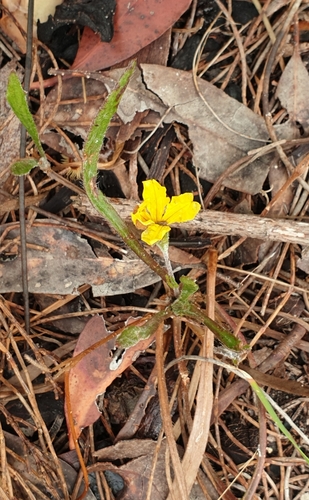 Image of Goodenia geniculata by (c) Rosalie Lawrence, some rights reserved (CC BY)