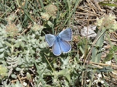 Polyommatus escheri
