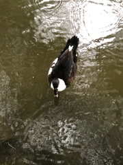 Cairina moschata domestica