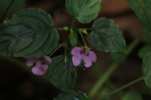 Image of Impatiens elegans by (c) madhavan a.p, some rights reserved (CC BY)