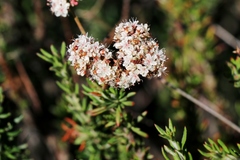 Eriogonum fasciculatum