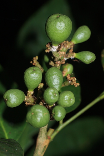 Image of Glycosmis pentaphylla by (c) madhavan a.p, some rights reserved (CC BY)