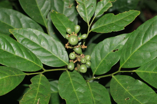 Image of Glycosmis pentaphylla by (c) madhavan a.p, some rights reserved (CC BY)
