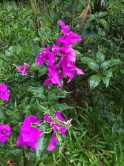 Bougainvillea