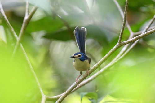 Lovely Fairywren (Malurus amabilis), photo 7