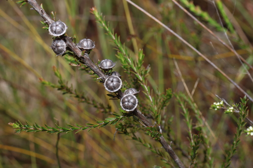 Image of Lemon-Scented Tea-Tree (Leptospermum liversidgei) by (c) Greg Tasney, some rights reserved (CC BY-SA)