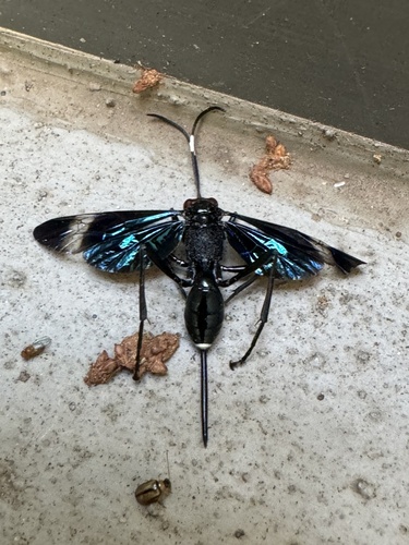 Gabunia ruficeps