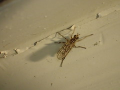 Boreothrinax maculipennis