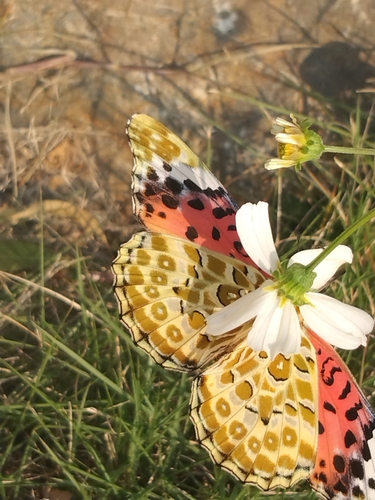 Tropical Fritillary