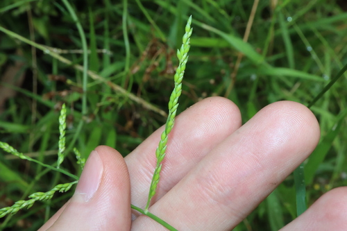 Image of Entolasia marginata by (c) Thomas Mesaglio, some rights reserved (CC BY)