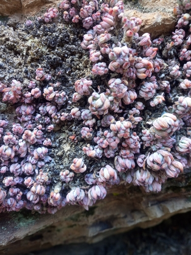 Graptopetalum pachyphyllum