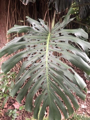 Monstera deliciosa
