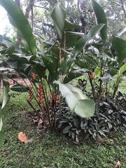 Heliconia bihai