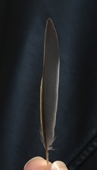 Phylloscopus collybita