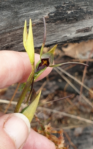 Image of Orthoceras strictum by (c) Rosalie Lawrence, some rights reserved (CC BY)
