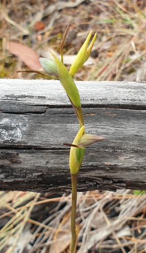 Image of Orthoceras strictum by (c) Rosalie Lawrence, some rights reserved (CC BY)