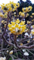 Edgeworthia