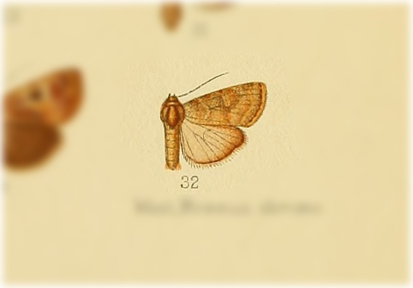 Elaphria lentilinea