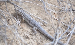 Urosaurus graciosus