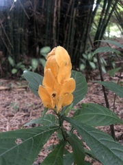 Pachystachys lutea