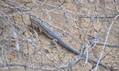 Urosaurus graciosus