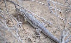 Urosaurus graciosus