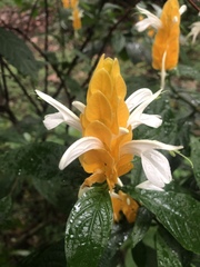 Pachystachys lutea