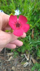 Linum grandiflorum