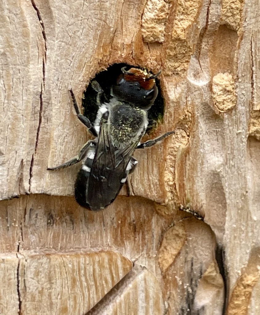 Megachile erythropyga from Mayfair St, West Perth, WA, AU on November ...