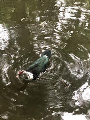 Cairina moschata domestica