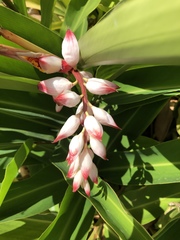Alpinia nutans