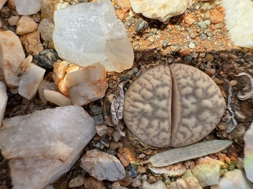 Lithops elisae de Boer 2